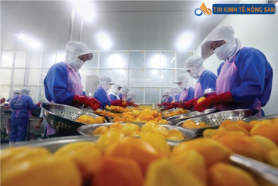 Vietnam's Processed Fruit and Vegetable Exports Reach All-Time High of Over 1 Billion USD