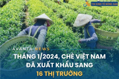 Tháng 1/2024, Chè Việt Nam Đã Xuất Khẩu Sang 16 Thị Trường